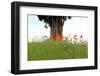 Meadow, Poppies, Papaver Rhoeas-Jule Leibnitz-Framed Photographic Print