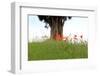 Meadow, Poppies, Papaver Rhoeas-Jule Leibnitz-Framed Photographic Print