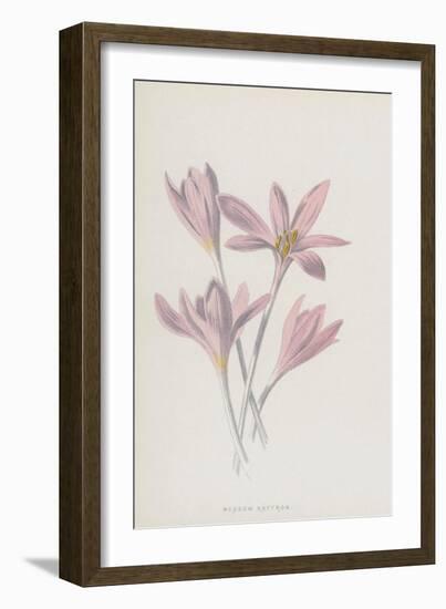 Meadow Saffron (Chromolitho)-Frederick Edward Hulme-Framed Giclee Print