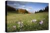 Meadow Saffron (Colchicum Autumnale) in Meadow, Piatra Craiului Mountains, Transylvania, Romania-Dörr-Stretched Canvas