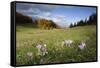 Meadow Saffron (Colchicum Autumnale) in Meadow, Piatra Craiului Mountains, Transylvania, Romania-Dörr-Framed Stretched Canvas