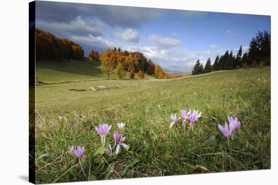 Meadow Saffron (Colchicum Autumnale) in Meadow, Piatra Craiului Mountains, Transylvania, Romania-Dörr-Stretched Canvas