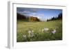 Meadow Saffron (Colchicum Autumnale) in Meadow, Piatra Craiului Mountains, Transylvania, Romania-Dörr-Framed Photographic Print