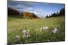 Meadow Saffron (Colchicum Autumnale) in Meadow, Piatra Craiului Mountains, Transylvania, Romania-Dörr-Mounted Photographic Print