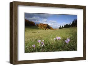 Meadow Saffron (Colchicum Autumnale) in Meadow, Piatra Craiului Mountains, Transylvania, Romania-Dörr-Framed Photographic Print