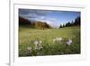 Meadow Saffron (Colchicum Autumnale) in Meadow, Piatra Craiului Mountains, Transylvania, Romania-Dörr-Framed Photographic Print