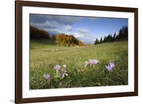 Meadow Saffron (Colchicum Autumnale) in Meadow, Piatra Craiului Mountains, Transylvania, Romania-Dörr-Framed Photographic Print