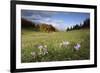 Meadow Saffron (Colchicum Autumnale) in Meadow, Piatra Craiului Mountains, Transylvania, Romania-Dörr-Framed Photographic Print