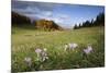 Meadow Saffron (Colchicum Autumnale) in Meadow, Piatra Craiului Mountains, Transylvania, Romania-Dörr-Mounted Photographic Print