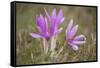 Meadow Saffron Crocuses Covered in Water Droplets, Mohacs, Béda-Karapancsa, Duna Drava Np, Hungary-Möllers-Framed Stretched Canvas