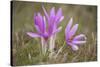 Meadow Saffron Crocuses Covered in Water Droplets, Mohacs, Béda-Karapancsa, Duna Drava Np, Hungary-Möllers-Stretched Canvas