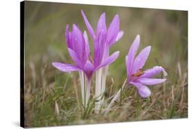 Meadow Saffron Crocuses Covered in Water Droplets, Mohacs, Béda-Karapancsa, Duna Drava Np, Hungary-Möllers-Stretched Canvas