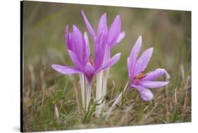 Meadow Saffron Crocuses Covered in Water Droplets, Mohacs, Béda-Karapancsa, Duna Drava Np, Hungary-Möllers-Stretched Canvas