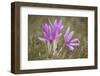 Meadow Saffron Crocuses Covered in Water Droplets, Mohacs, Béda-Karapancsa, Duna Drava Np, Hungary-Möllers-Framed Photographic Print