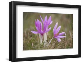 Meadow Saffron Crocuses Covered in Water Droplets, Mohacs, Béda-Karapancsa, Duna Drava Np, Hungary-Möllers-Framed Photographic Print