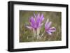 Meadow Saffron Crocuses Covered in Water Droplets, Mohacs, Béda-Karapancsa, Duna Drava Np, Hungary-Möllers-Framed Photographic Print