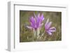 Meadow Saffron Crocuses Covered in Water Droplets, Mohacs, Béda-Karapancsa, Duna Drava Np, Hungary-Möllers-Framed Photographic Print