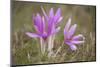 Meadow Saffron Crocuses Covered in Water Droplets, Mohacs, Béda-Karapancsa, Duna Drava Np, Hungary-Möllers-Mounted Photographic Print