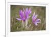 Meadow Saffron Crocuses Covered in Water Droplets, Mohacs, Béda-Karapancsa, Duna Drava Np, Hungary-Möllers-Framed Photographic Print