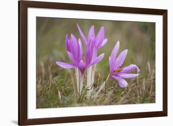 Meadow Saffron Crocuses Covered in Water Droplets, Mohacs, Béda-Karapancsa, Duna Drava Np, Hungary-Möllers-Framed Photographic Print