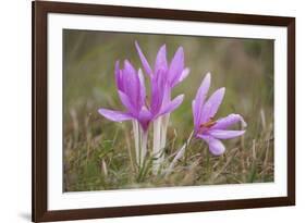 Meadow Saffron Crocuses Covered in Water Droplets, Mohacs, Béda-Karapancsa, Duna Drava Np, Hungary-Möllers-Framed Photographic Print