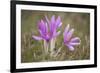 Meadow Saffron Crocuses Covered in Water Droplets, Mohacs, Béda-Karapancsa, Duna Drava Np, Hungary-Möllers-Framed Photographic Print