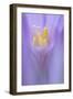 Meadow Saffron Flower (Colchicum Autumnale) Piatra Craiului Mountains, Transylvania, Romania-Dörr-Framed Photographic Print