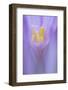 Meadow Saffron Flower (Colchicum Autumnale) Piatra Craiului Mountains, Transylvania, Romania-Dörr-Framed Photographic Print