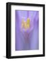 Meadow Saffron Flower (Colchicum Autumnale) Piatra Craiului Mountains, Transylvania, Romania-Dörr-Framed Photographic Print