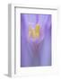 Meadow Saffron Flower (Colchicum Autumnale) Piatra Craiului Mountains, Transylvania, Romania-Dörr-Framed Photographic Print