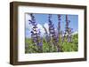 Meadow sage, Salvia pratensis, blossom,-David & Micha Sheldon-Framed Photographic Print