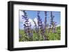 Meadow sage, Salvia pratensis, blossom,-David & Micha Sheldon-Framed Photographic Print