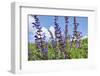 Meadow sage, Salvia pratensis, blossom,-David & Micha Sheldon-Framed Photographic Print