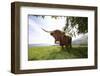 Meadow, Scottish Highland Cattle-Hawi-Framed Photographic Print