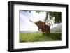 Meadow, Scottish Highland Cattle-Hawi-Framed Photographic Print