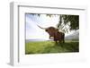 Meadow, Scottish Highland Cattle-Hawi-Framed Photographic Print