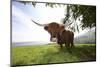 Meadow, Scottish Highland Cattle-Hawi-Mounted Photographic Print