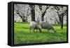 Meadow, Sheep, Graze, Cherry Trees, Breeding-Herbert Kehrer-Framed Stretched Canvas