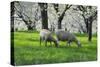 Meadow, Sheep, Graze, Cherry Trees, Breeding-Herbert Kehrer-Stretched Canvas