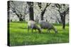 Meadow, Sheep, Graze, Cherry Trees, Breeding-Herbert Kehrer-Stretched Canvas