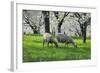 Meadow, Sheep, Graze, Cherry Trees, Breeding-Herbert Kehrer-Framed Photographic Print