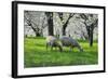 Meadow, Sheep, Graze, Cherry Trees, Breeding-Herbert Kehrer-Framed Photographic Print