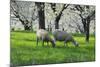 Meadow, Sheep, Graze, Cherry Trees, Breeding-Herbert Kehrer-Mounted Photographic Print