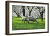 Meadow, Sheep, Graze, Cherry Trees, Breeding-Herbert Kehrer-Framed Photographic Print