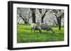 Meadow, Sheep, Graze, Cherry Trees, Breeding-Herbert Kehrer-Framed Photographic Print