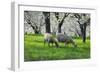 Meadow, Sheep, Graze, Cherry Trees, Breeding-Herbert Kehrer-Framed Photographic Print