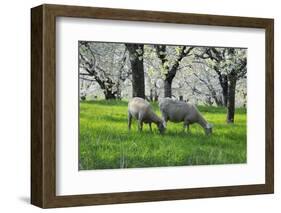 Meadow, Sheep, Graze, Cherry Trees, Breeding-Herbert Kehrer-Framed Photographic Print