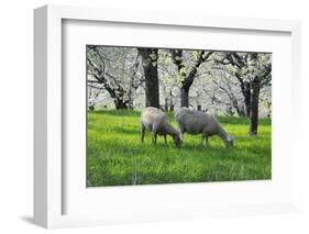Meadow, Sheep, Graze, Cherry Trees, Breeding-Herbert Kehrer-Framed Photographic Print