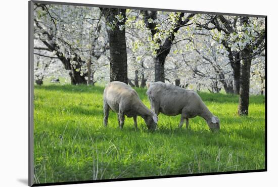 Meadow, Sheep, Graze, Cherry Trees, Breeding-Herbert Kehrer-Mounted Photographic Print