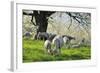 Meadow, Sheep, Graze, Cherry Trees-Herbert Kehrer-Framed Photographic Print